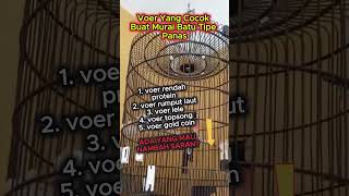 Download lagu voer yang cocok buat murai batu tipe panas #muraibatu mp3