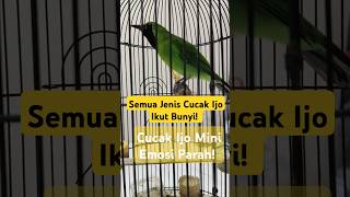 Download lagu Emosi! Cucak ijo mini keluarkan isian gacor bikin emosi jimin cimin | pancingan ampuh mp3 Download lagu Emosi! Cucak ijo mini keluarkan isian gacor bikin emosi jimin cimin | pancingan ampuh mp3