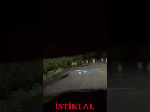 Cide’de domuz sürüsü görüntülendi