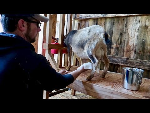 Milking Our Goat For the First Time (Nigerian Dwarf Goats)