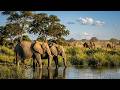 Elephants Sounds With 8 Hours Of Trumpeting