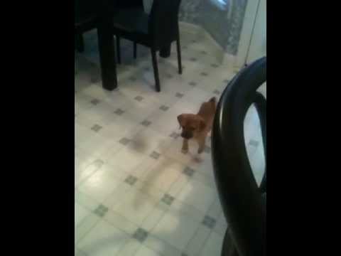 Oscar fighting with a balloon!