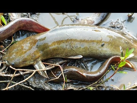 Asian Traditional Fishing by Village Boy || Fish Catching in the Beautiful Natural Field Video