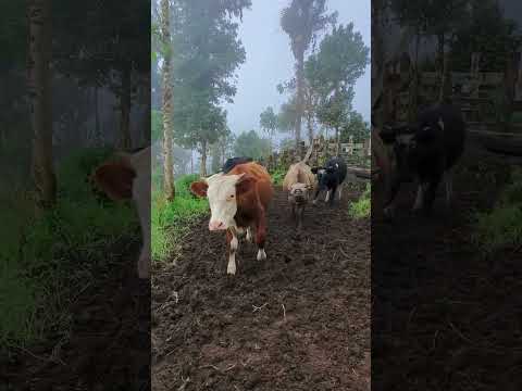 Rodeo de Ganado 🐃  - Sigchos - Cotopaxi- Ecuador- 🇪🇨