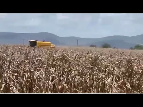 MAIS UMA COLHEITA DE MILHO EM Adustina,Sertão baiano!