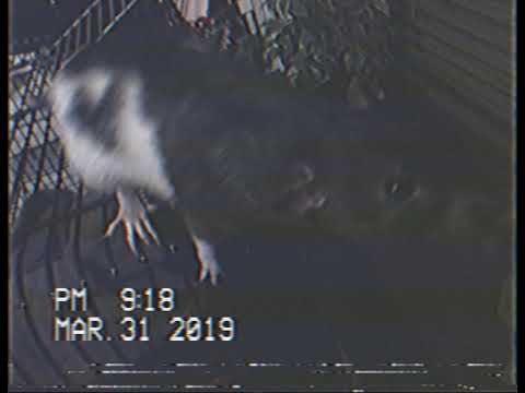 RDK - MPNŻNTBP [official video]