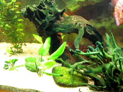 comment traiter les algues dans un aquarium