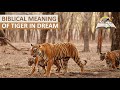 Biblical Meaning of TIGER in Dream I Find Out Dreams About Tiger
