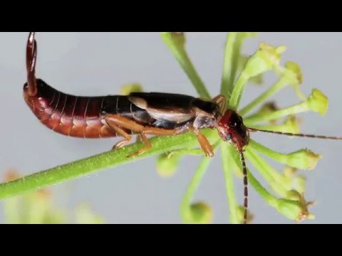 Comment se débarrasser des perce-oreilles| Scotts