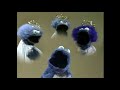 Sesame Street Don T Eat The Pictures Song