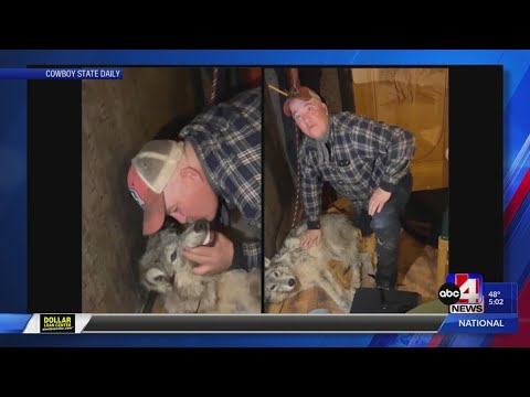 Man cited for keeping, killing a wolf in Wyoming