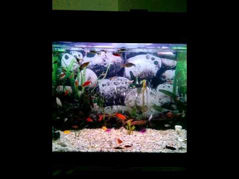 Aquário comunitário em ilha terceira com espadas.platys.néons coridoras.plecostumos e gupies