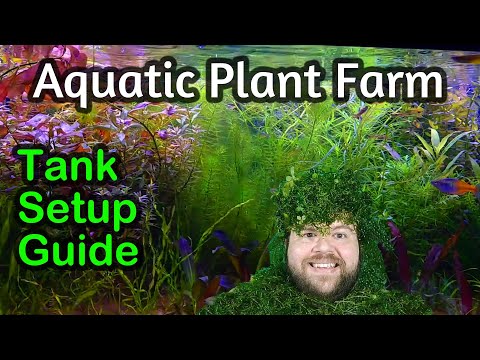 Growing Easy Aquarium Plants for Profit, A Setup Guide for a Home Aquatic Plant Farm Tank