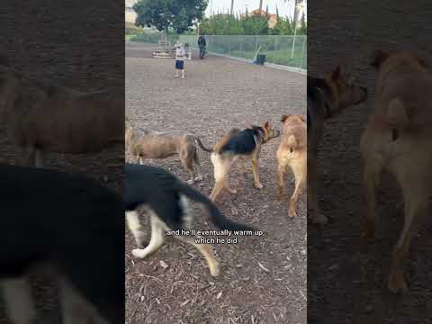 PUPPY SURROUNDED BY OTHER DOGS AT DOG PARK