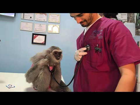 Quand les visites chez le vétérinaire tournent à la folieDes rencontres drôles avec des animaux à la clinique