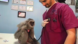 Quand les visites chez le vétérinaire tournent à la folieDes rencontres drôles avec des animaux à la clinique