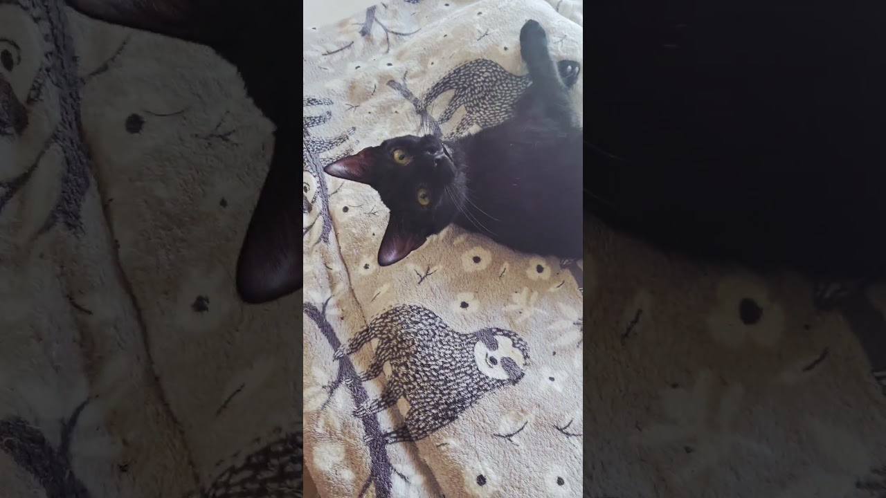 Enlarge Bayu, a Adoptable Domestic Short Hair in highlands ranch, CO video 5/6
