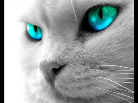 Doctor P. feat Eva Simons Vs Avicii - Bulletproof Silohuettes (Mateo Mac Mashup)