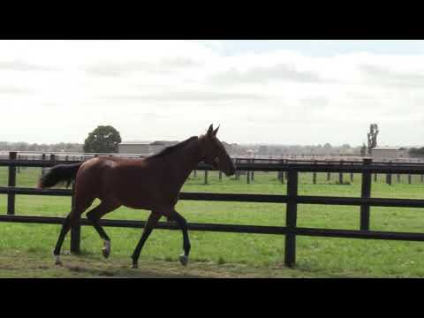 Lot 140  Orlando Vici FRA / Schleck