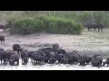 Crocodile Attack A Buffalo