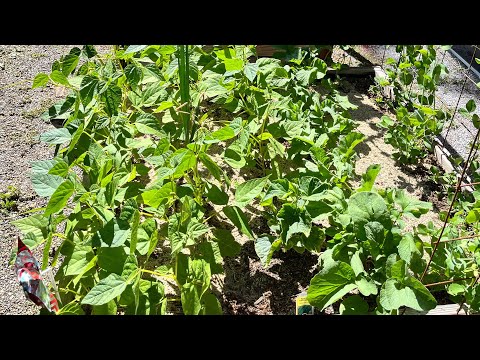 Garden tour with inventor of EPIC sand hydroponics.