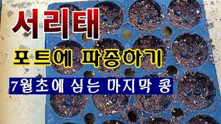[텃밭농부 1,577]  제일 늦게 심는 서리태. 플라스틱 포트에 파종하는 방법. #서리태재배