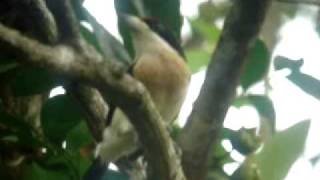 preview picture of video 'White mantled Barbet - Capito hypoleucus. By. Luis Eduardo Urueña'