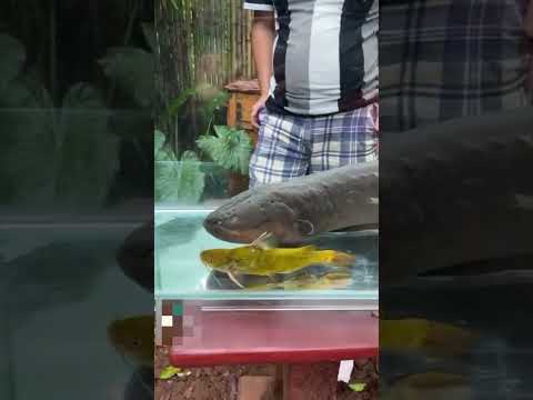 shocking eel fish producing current and killing 1.0.0 reaction #eel #shorts #youtubeshorts #tiktok