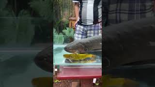shocking eel fish producing current and killing 1.0.0 reaction #eel #shorts #youtubeshorts #tiktok