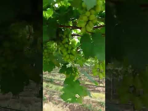 AARA 15 🍇🍇🍇🍇