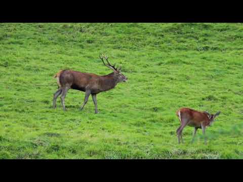 Brame du cerf en Pays d'Aspet N°7- 03.10.2017.