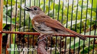 Download lagu SRDC NYIUL NGETREK PIKAT DASAR BURUNG SRDC YANG SUSAH BERKICAU mp3 Download lagu SRDC NYIUL NGETREK PIKAT DASAR BURUNG SRDC YANG SUSAH BERKICAU mp3