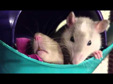 Cute Baby Rats Do Baby Rat Things