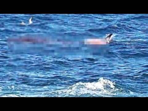 The HORRIFYING Final Moments Of Simon Nellist: Great White Attack