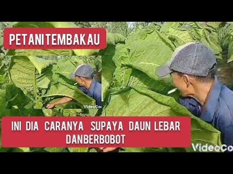 Tobacco Farmers (How to care for tobacco plants so that they have wide and heavy leaves)