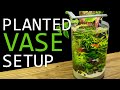 Building A Planted Vase Guppy Aquarium