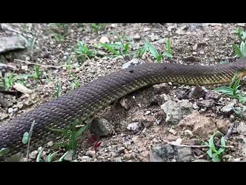 Gjarpëri - Bolla e shtëpisë (Zamenis longissimus), është një specie e gjarpërinjve jo helmues.