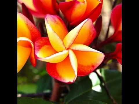 🌺*HAU AE AHO*🌺