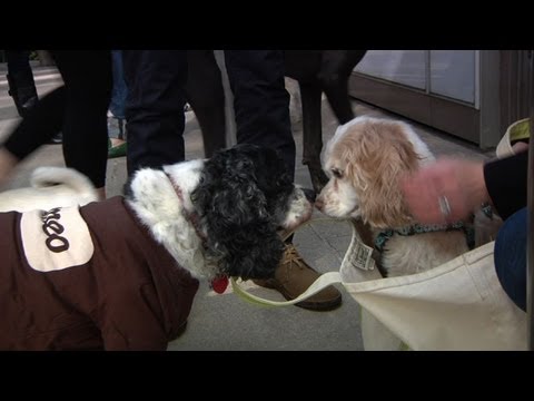 IAC's Bring Your Dog to Work Day Video