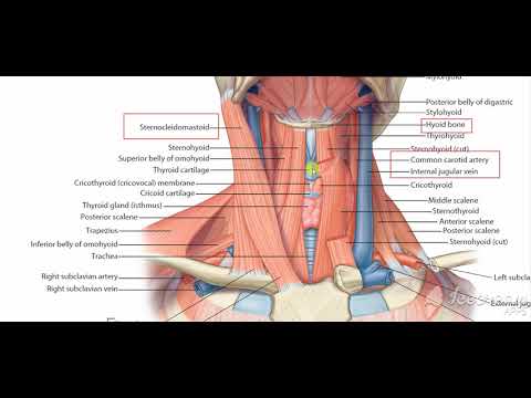 muscles deep to sternomastoid 3