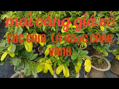 hết hàng)Mai vàng giá rẻ,cúc cảm,là Ngọc cành vàng già mùa giá rẻ đt 0338646279 ngài (11-07)