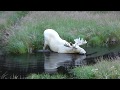 Extraordinary White Moose Takes a Dip in a Swedish Lake