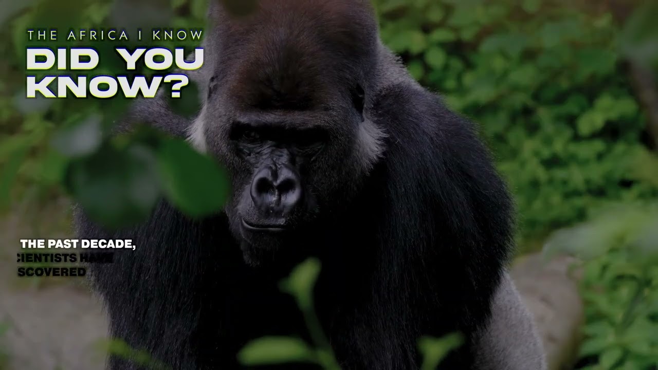 The planet's second lung: The Congo Basin