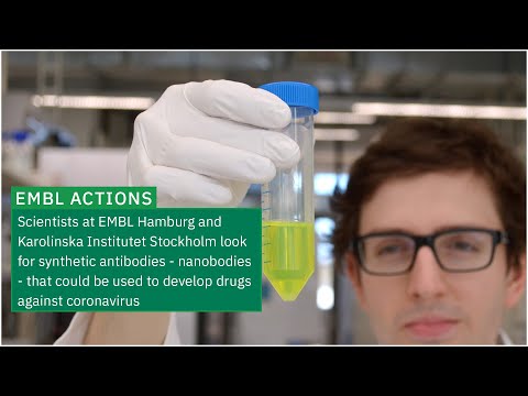 EMBL scientists exploring synthetic antibodies to stop coronavirus
