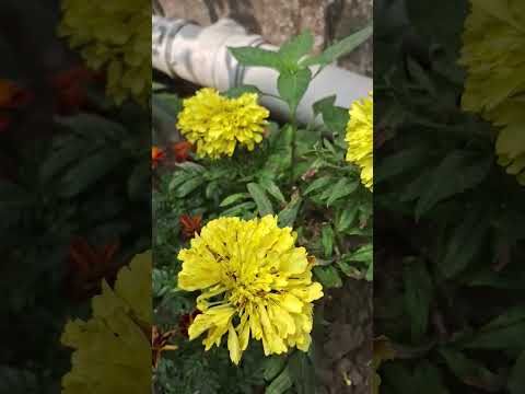 #viral #satisfying flower #debolina #youtube #trendingshorts #youtubeshorts #garden video