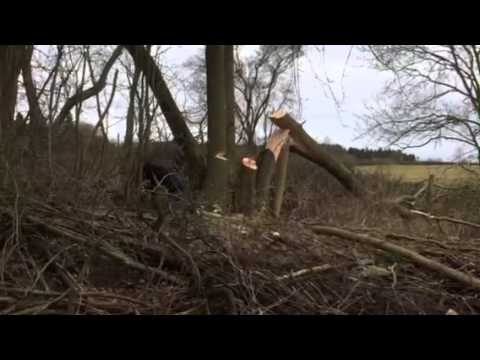 Grumpy badger tree felling