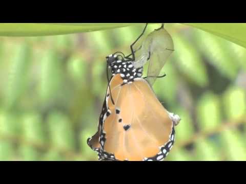 カバマダラの羽化　タイムラプス