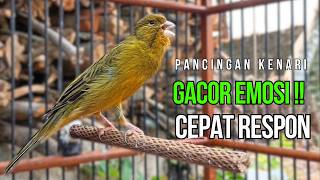 Download lagu Masteran Kenari Roll Panjang Jernih! Pancingan Agar Kenari Cepat Buka Paruh Ngerol Panjang! mp3