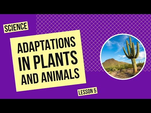 Adaptations in Plants and Animals | Science Lesson