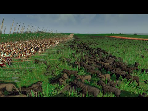 DOGS vs PHALANX WALL Total War ROME 2